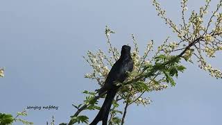 Download Lagu Bird - fork tailed Drongo cuckoo, identification \u0026 calls MP3 Download Lagu Bird - fork tailed Drongo cuckoo, identification \u0026 calls MP3