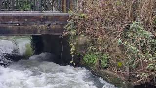 Wimborne River Stour #spring #rivers #dorset #peace #love #serenity #goodvibes