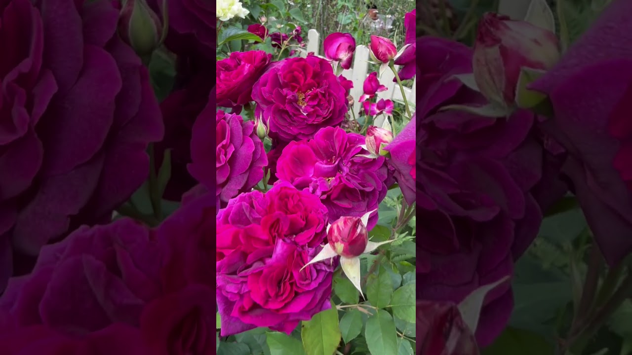 Роза «Манстед Вуд» (Аусбернард) от David Ostin roses 