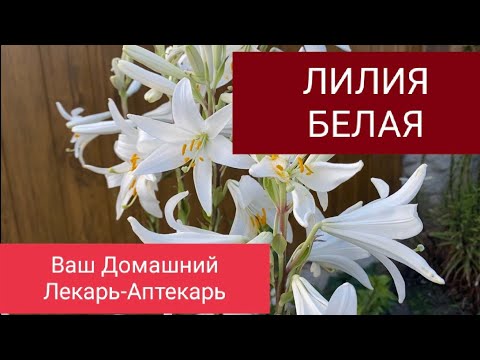 Лилия лекарственная белая /ВКС/ 10шт. комплект луковиц для доращивания, видео 1