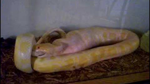 Albino Burmese Python Eats a Bunny 2 of 3