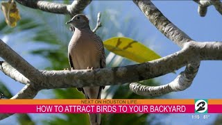 Houston Audubon shares how you can attract birds to your backyard | HOUSTON LIFE | KPRC 2