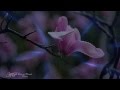GIOVANNI MARRADI - For You