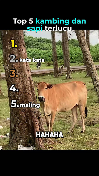 Top 5 kambing dan sapi terlucu😂