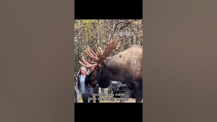 Have you ever seen a moose #life #animals #help
