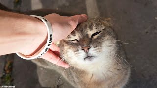 Cat Purring for Petting and Attention by Cats Around Us 404 views 1 year ago 5 minutes, 8 seconds