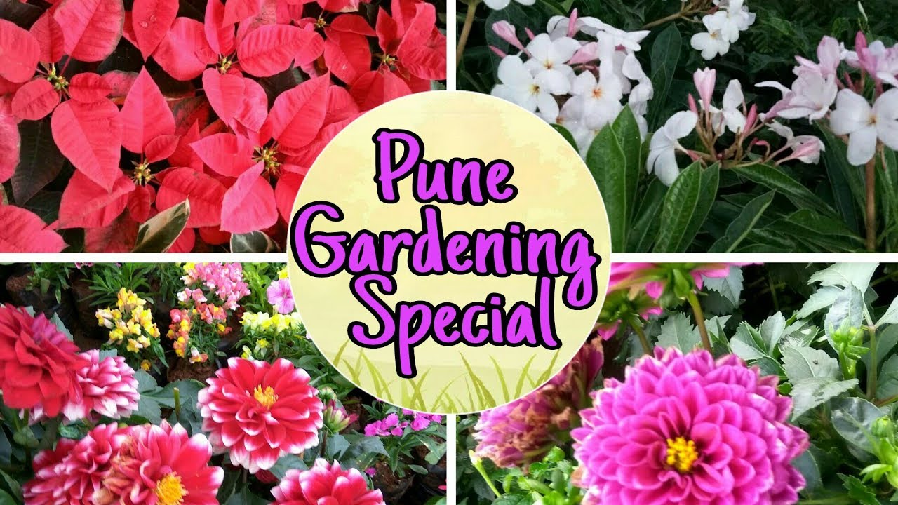 Pune Nursery Visit Near Airport Area Beautiful Flowers Plants Part 1 Pune Nursery Visit Near Airport Area Beautiful Flowers Plants Part 1