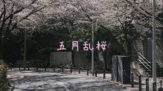 五月雨桜