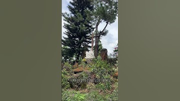 Cầu nguyện tháng 11 xin hãy nhớ đến các Linh Hồn Linh Mục Tu Sỹ #conggiao