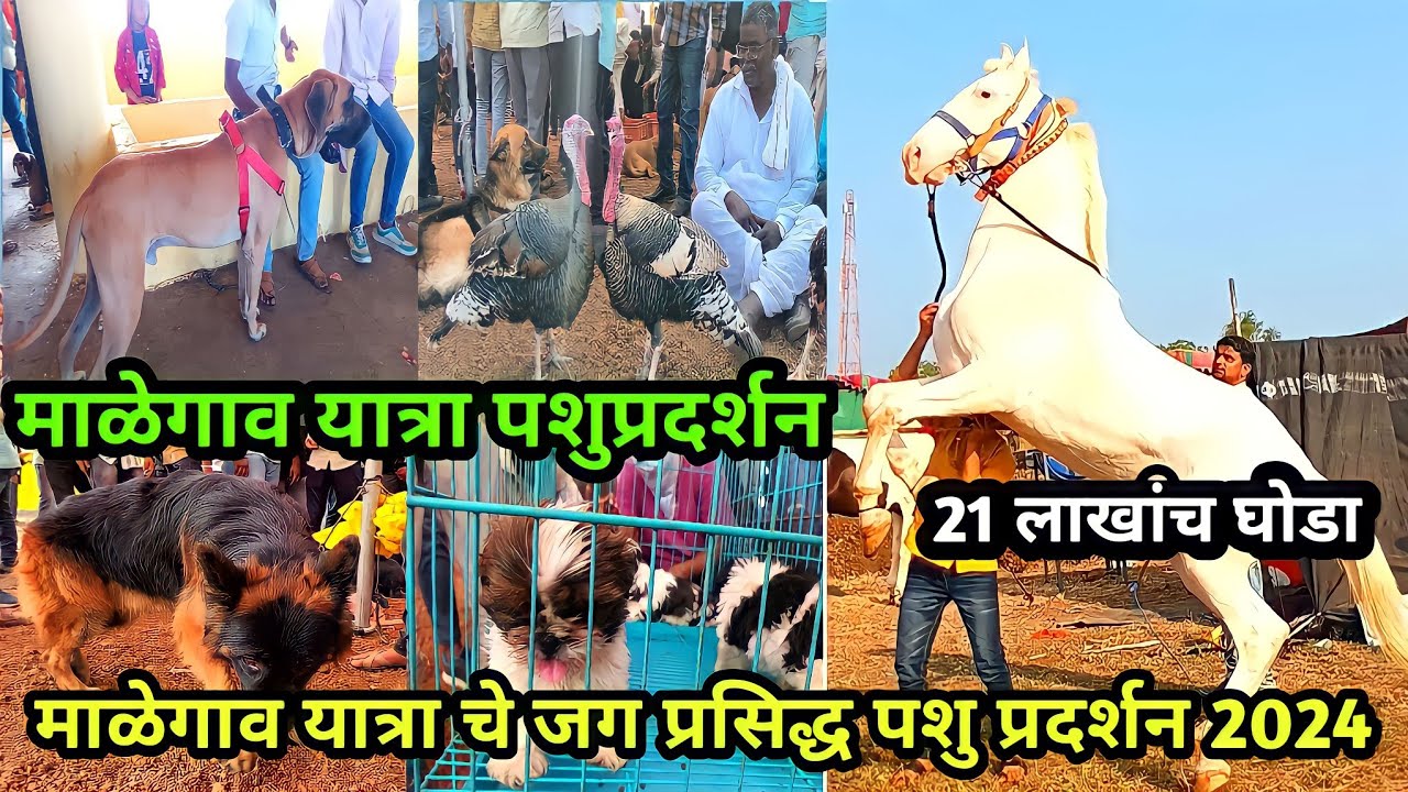 माळेगाव यात्रा पशुप्रदर्शन २०२४|Malegaon Yatra 2024|Animal Show Malegaon 2024