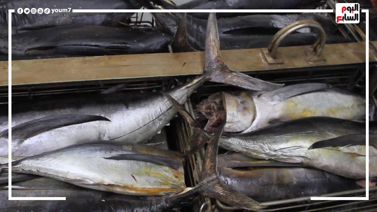 شوفت التونة بتصنع ازاي..؟  أسرار مذهلة من مراحل صناعتها