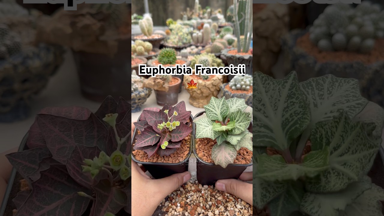 Euphorbia Francoisii Maple Leaf 