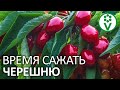 ПОСАДИТЕ ЧЕРЕШНЮ ТАК ДЛЯ БОЛЬШОГО УРОЖАЯ! Схема посадки черешни, вишни, черевишни