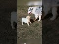Two Funny Dogs Funnydogs DogTok DogFails2025 DogsOfspring DogVsOwner Petfyp Usa Two Funny Dogs Funnydogs DogTok DogFails2025 DogsOfspring DogVsOwner Petfyp Usa