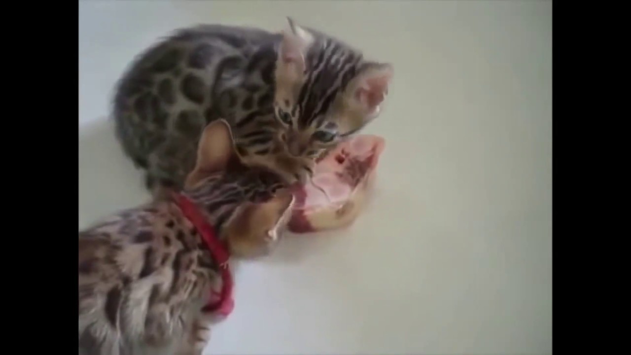 Funny cats trying to eat compilation YouTube