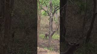 കലമാൻ സർപ്രൈസ്‌ vew ഫോറെസ്റ്റ്.... #youtubeshorts #nature #forest