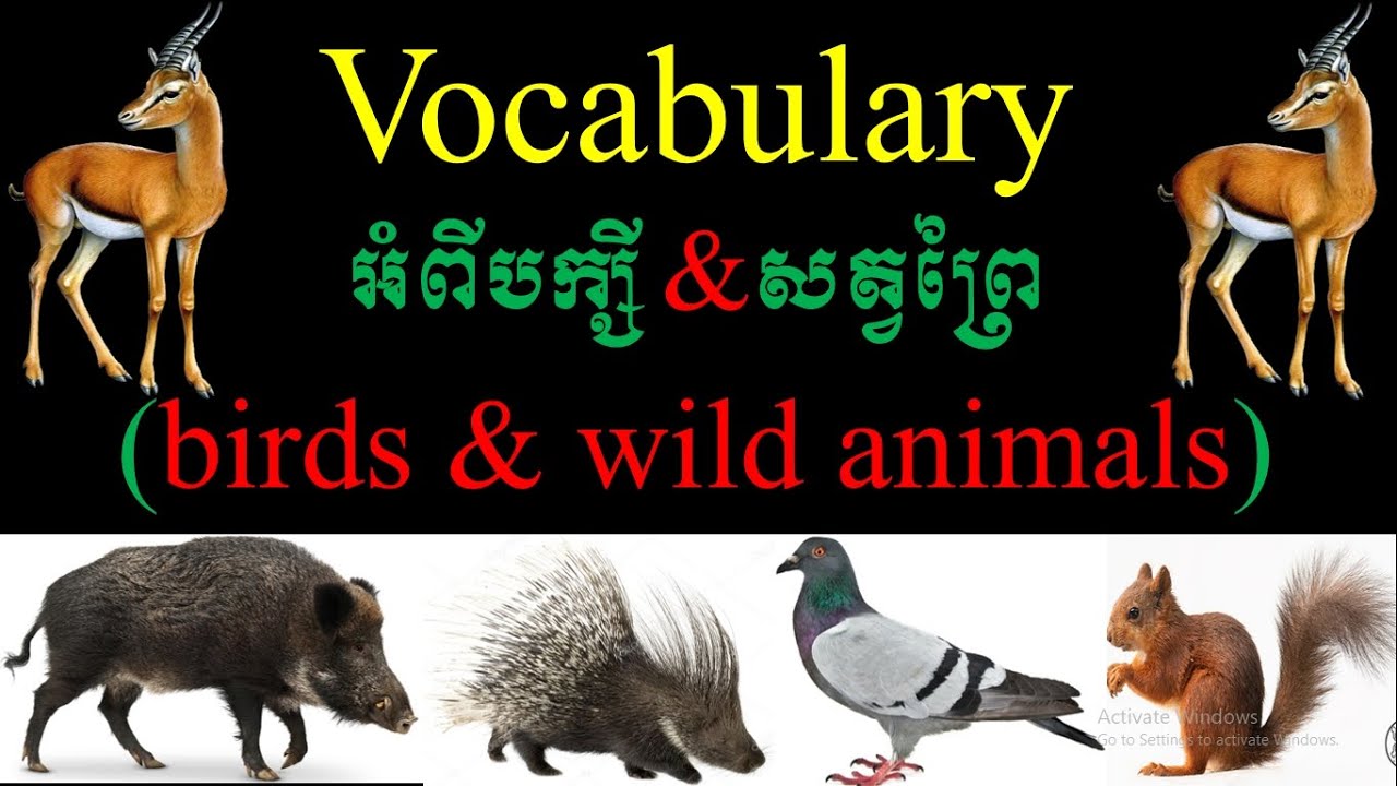 English vocabulary about birds and wild animals. បក្សី និងសត្វព្រៃ