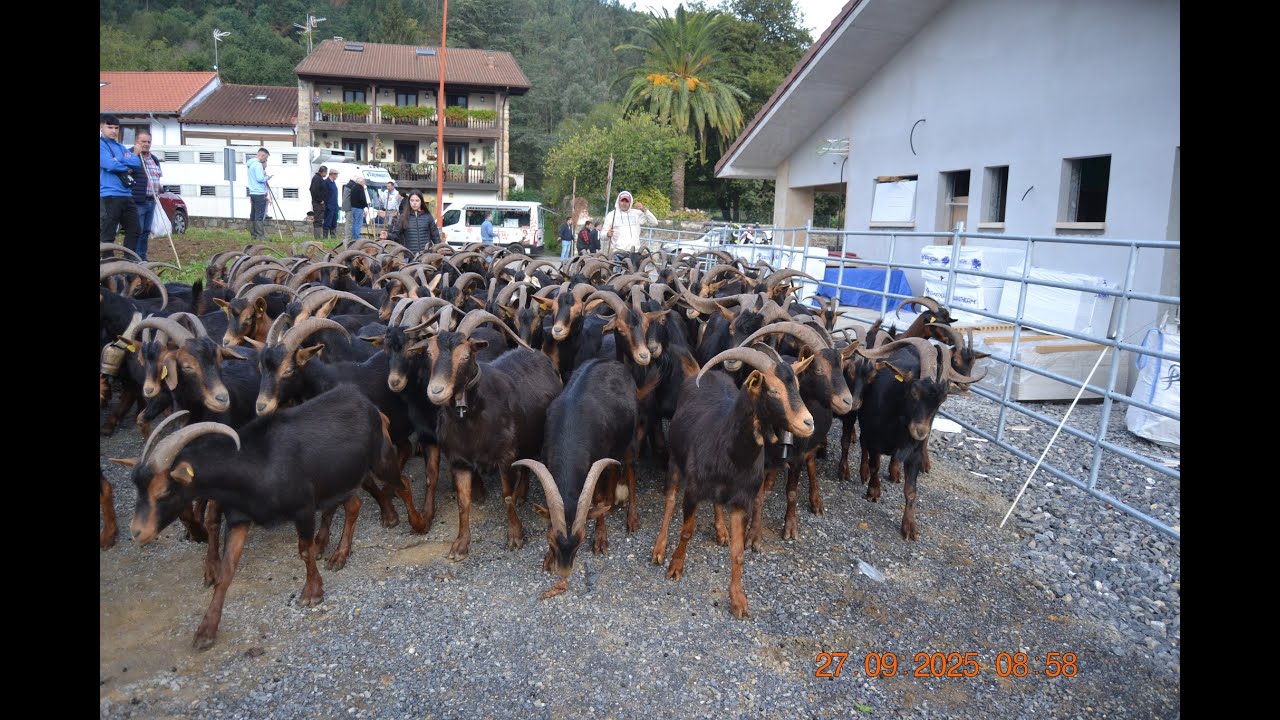 Feria Ganadera de Rasines. 27 Sep 2025