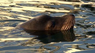 Oregon Outdoors with Mark Freeman:  Crabbing, Seals and other Adventures by John Stoeckl 312 views 1 year ago 22 minutes