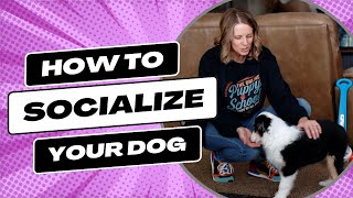 Power of Dog Socialization: Your Beginners Guide! by BAXTER & Bella The Online Puppy School! 1,098 views 11 months ago 4 minutes, 32 seconds