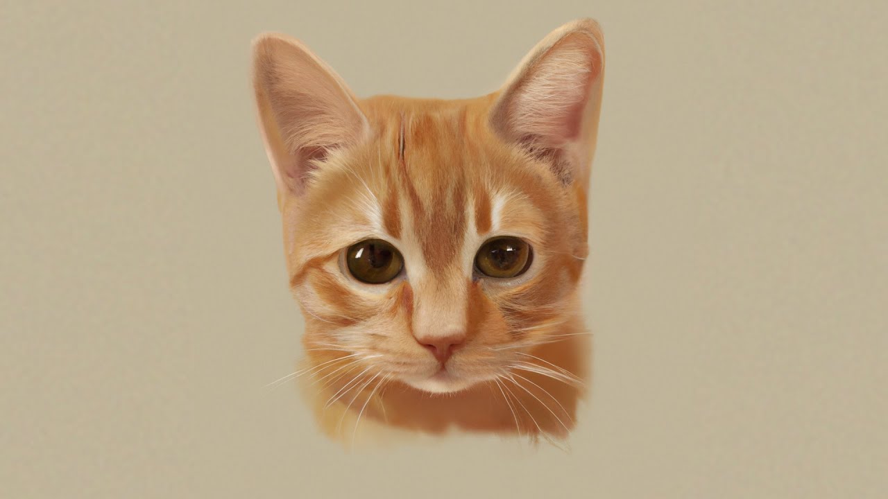 1 Saat Boyunca Kedi Oluyorum |  Stray #1