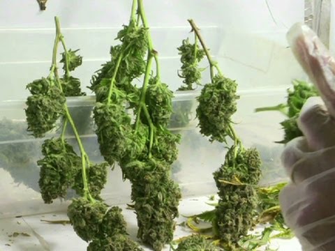 The Latest: Agreement reached on medical pot bill
