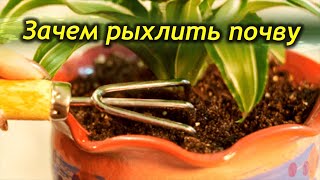 Видео Зачем рыхлить почву в цветочных горшках? (автор: Цветы в доме. Комнатные растения.)