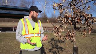 Ask an Arborist - Pruning with Jay