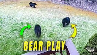 Bear Cubs Playful Encounter at Vacation Rental
