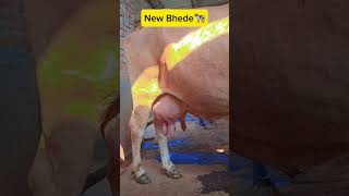 New Bahede 🐄👀❤️ Trending Viral Short Funny Comedy Subscribe Me Youtube Resimi