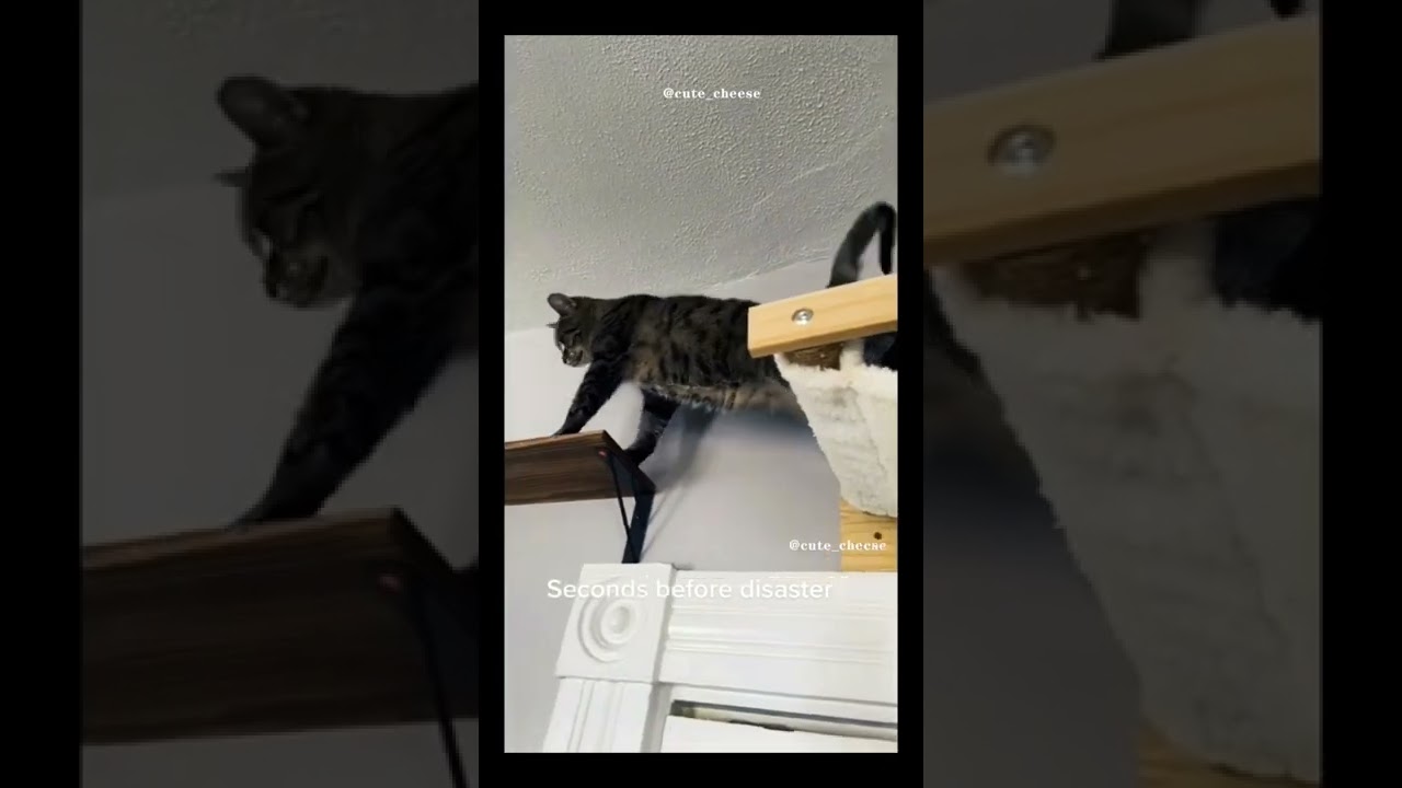 Funny cats and dogs, Vtipné mačky a psy.