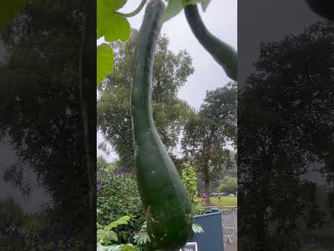 Giant squash and beautiful flowers