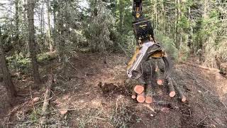 Forest management with tree length thinning