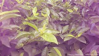 Spycamerasmal Bathroom Hidden Camera