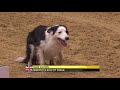 The Kennel Club Large Senior Dog Agility Finals at Olympia 2017