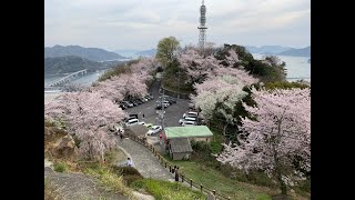 Sakura di Hiroshima || Vlog Musim Semi