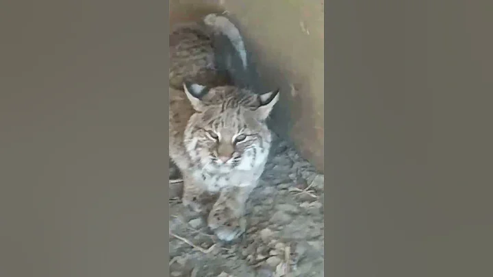 Bobcat Release after Catch