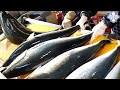 극한현장! 제철맞은 동해 대방어 양식장 조업부터 회뜨기 대량생산의 생생한 과정 / korean fish factory