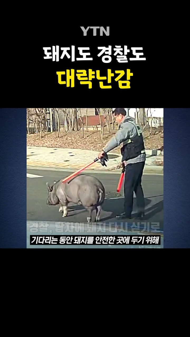 어디로 가야 돼지;; #shorts / YTN