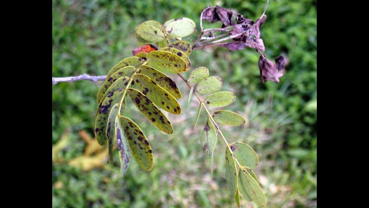 senna rust disease youtube rust disease