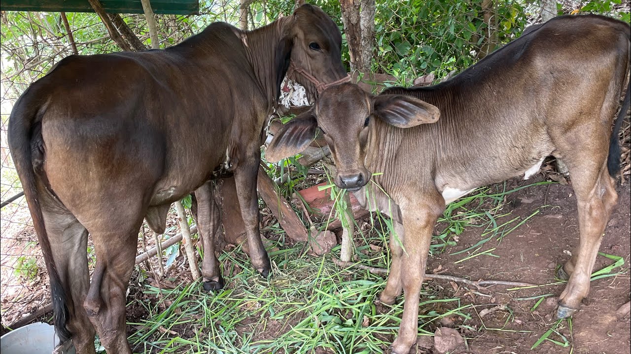 Mira la desendencia de esta Vaca 🐄