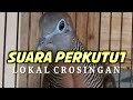 Perkutut lokal crossing suara empuk cocok untuk macing bunyi