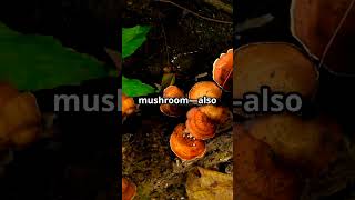 “Ganoderma lucidum Safeguards Liver from High-Fat Diet Damage, Mouse Study Shows”