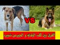 الفرق بين كلب البلدي و كلب الجيرمن شيبرد