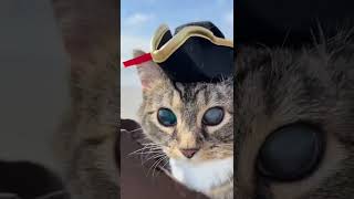 cat captain 🎓