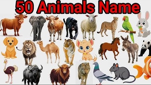 Guess The Animals For kids | Animal Quiz|Animal Names Pictures |  Preschool Learning 