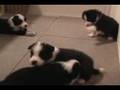 Border Collie Puppies part2 -Sakura Garden- さくらガーデンのボーダーコリーの仔犬達