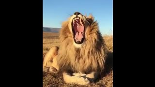 Lion yawning all teeth visible