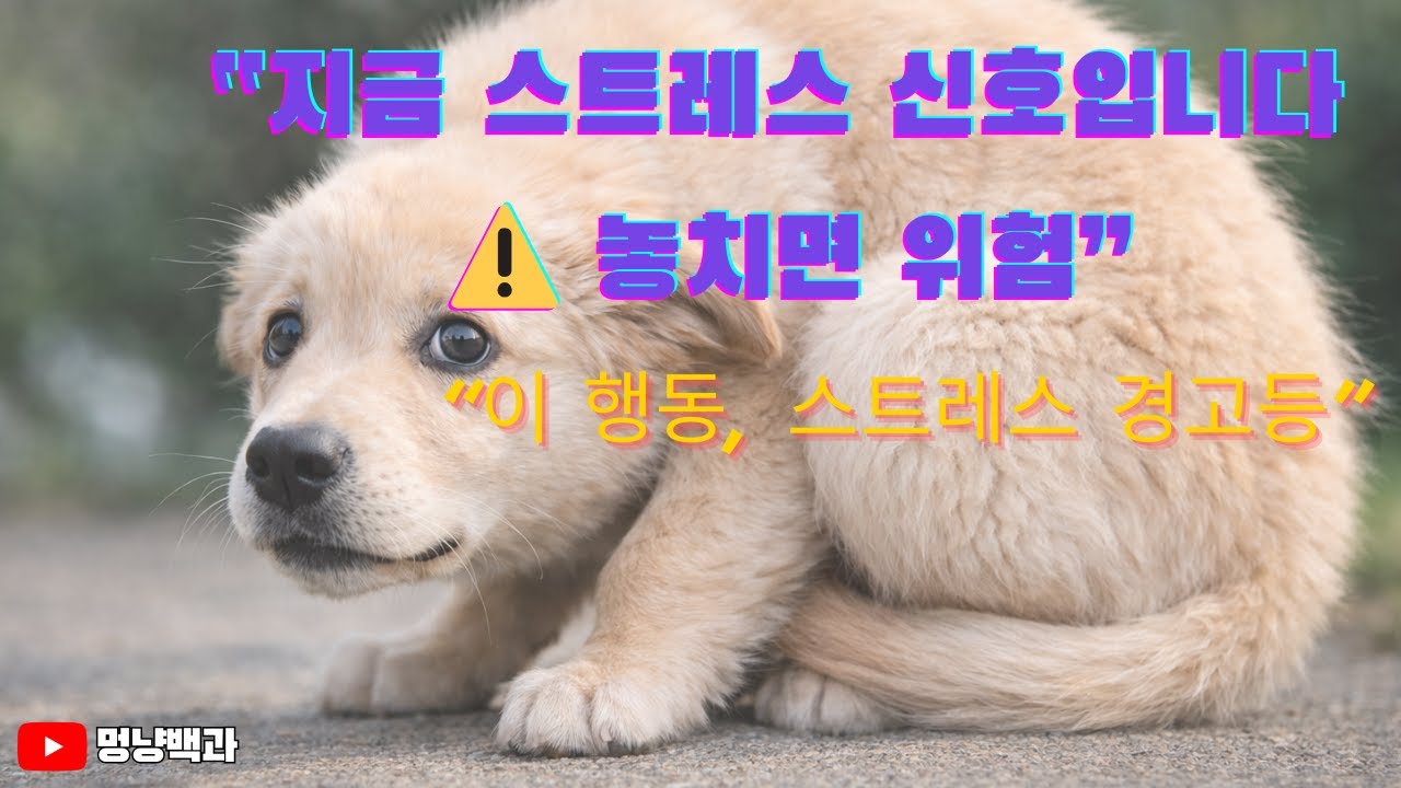 강아지가 보내는 SOS 신호,스트레스 신호입니다 ⚠️ 놓치면 위험