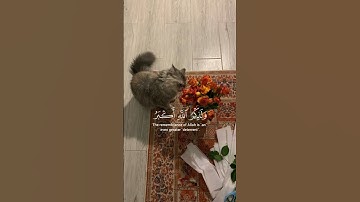 ﴿إِنَّ الصَّلَاةَ تَنْهَىٰ عَنِ الْفَحْشَاءِ وَالْمُنكَرِ﴾[سورة العنكبوت:45]عبدالرحمن مسعد🎀.
